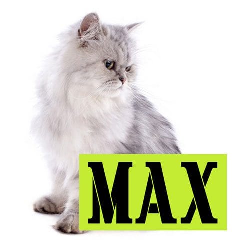 Navnemerker til katt fra presisfoto