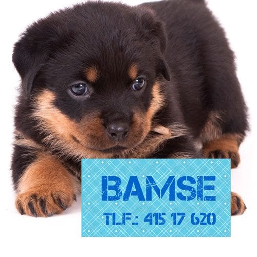 Navnemerker til hund - Bilde 5