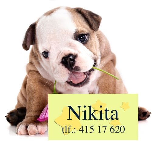 Navnemerker til hund - Bilde 2